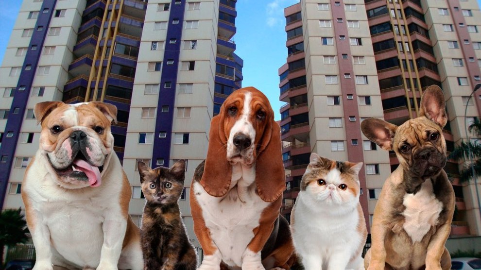 Pets em condomínios são permitidos, mas regras devem ser seguidas